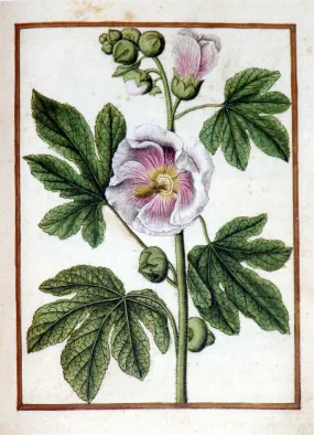 Jacques le Moyne de Morgues (French, ca. 1533-1588), Hollyhock